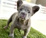 Small Photo #8 French Bulldog Puppy For Sale in CARLSBAD, CA, USA