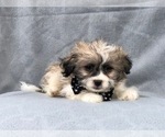 Small Photo #13 Zuchon Puppy For Sale in LAKELAND, FL, USA