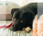 Small #2 Labrador Retriever Mix
