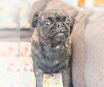 Small #5 Pug Mix