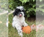 Image preview for Ad Listing. Nickname: Poppy
