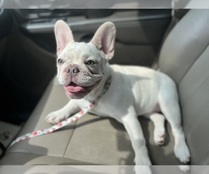 French Bulldog Puppy for sale in PORT RICHEY, FL, USA