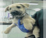 Small #1 Airedale Terrier Mix