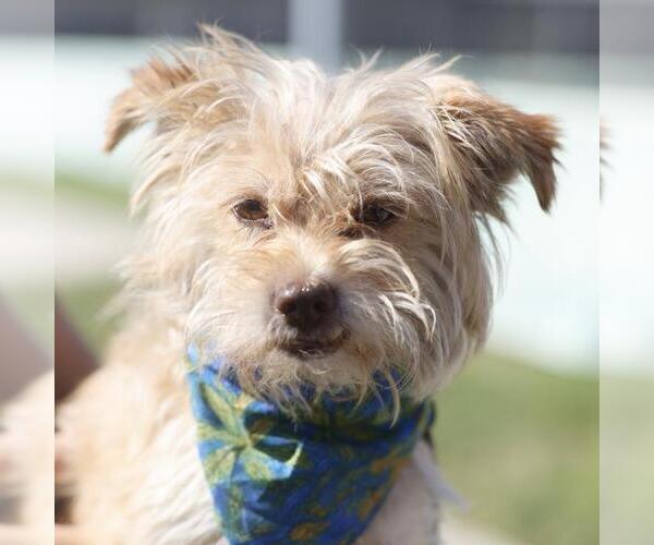 Medium Photo #1 Mutt Puppy For Sale in San Antonio, TX, USA