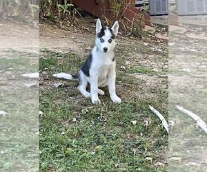 Siberian Husky Puppy for sale in BEAVERCREEK, OH, USA