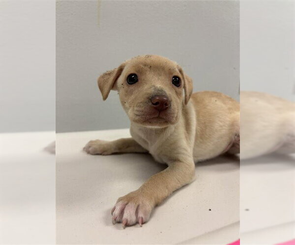 Medium Photo #1 Chihuahua Puppy For Sale in Corpus Christi, TX, USA