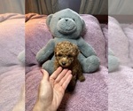 Small #2 Poodle (Miniature)