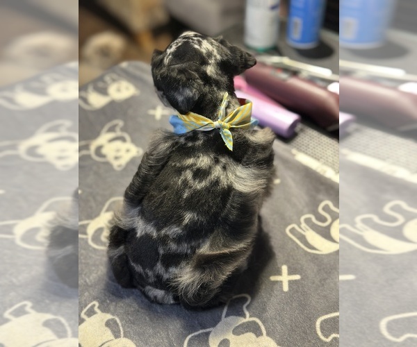 Medium Photo #3 Schnauzer (Miniature) Puppy For Sale in PORT LAVACA, TX, USA
