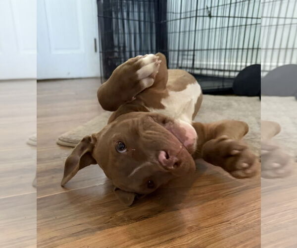 Medium Photo #4 American Pit Bull Terrier-Unknown Mix Puppy For Sale in Rockaway, NJ, USA