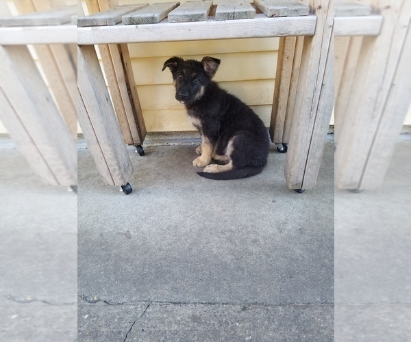 Medium Photo #2 German Shepherd Dog Puppy For Sale in ELKHART, IN, USA