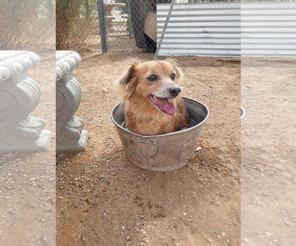 Medium Photo #6 Dachshund-Unknown Mix Puppy For Sale in Apple Valley, CA, USA