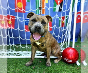 *K.C. - Male Mutt Dog for Adoption - Photo #2