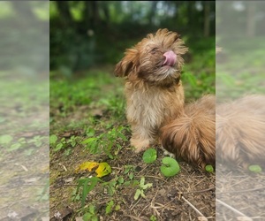 Shih Tzu Puppy for Sale in MC KEE, Kentucky USA