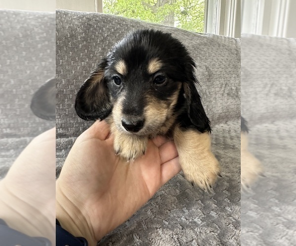Medium Photo #19 Dachshund Puppy For Sale in MEMPHIS, TN, USA
