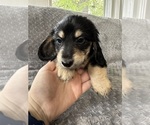 Small #18 Dachshund