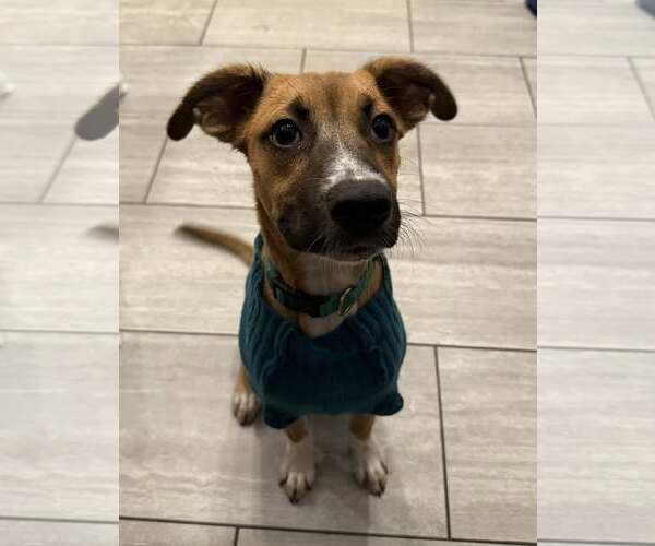 Medium Photo #4 Mutt Puppy For Sale in Uwchlan, PA, USA