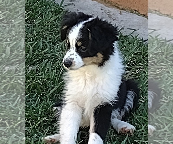 Medium Photo #1 Miniature Australian Shepherd Puppy For Sale in LA MIRADA, CA, USA