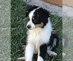 Puppy Flame Miniature Australian Shepherd