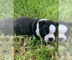 Small Photo #7 Boston Terrier Puppy For Sale in SOMERVILLE, TX, USA