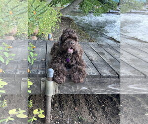 Cocker Spaniel Dogs for adoption in St. Louis Park, MN, USA