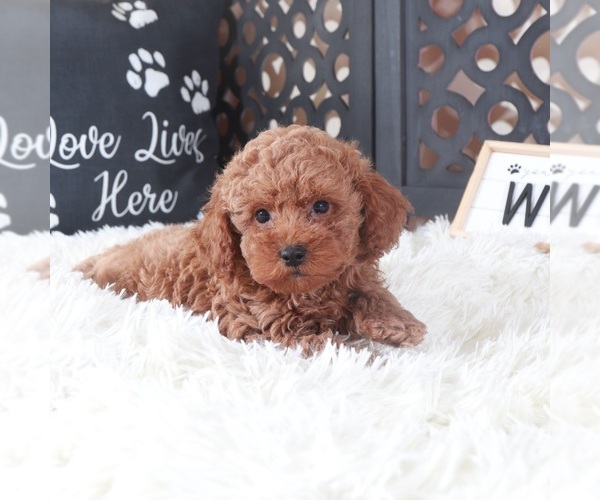 Medium Photo #3 Poodle (Toy) Puppy For Sale in MOUNT VERNON, OH, USA