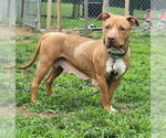Small #1 American Pit Bull Terrier-Chinese Shar-Pei Mix