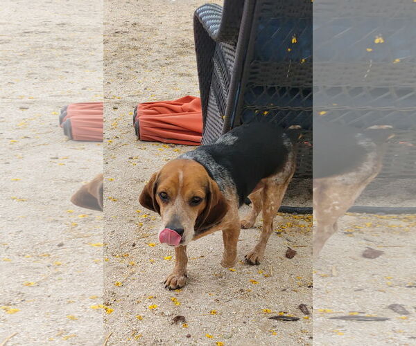 Medium Photo #7 Beagle Puppy For Sale in Las Vegas, NV, USA