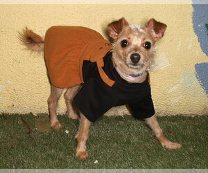 Chihuahua-Unknown Mix Dogs for adoption in Oakland Park, FL, USA