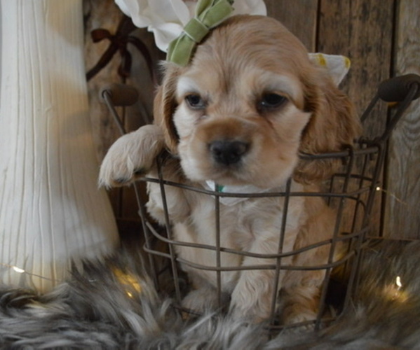 Medium Photo #4 Cocker Spaniel Puppy For Sale in HONEY BROOK, PA, USA