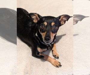 Chiweenie Dogs for adoption in Oakhurst, NJ, USA