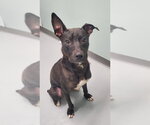 Dobby (6973) - Male Mutt Dog for Adoption - Small photo