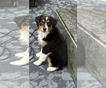 Small Photo #2 Miniature Australian Shepherd Puppy For Sale in FORT MYERS, FL, USA