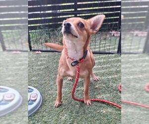 Chihuahua Dogs for adoption in Woodland, CA, USA