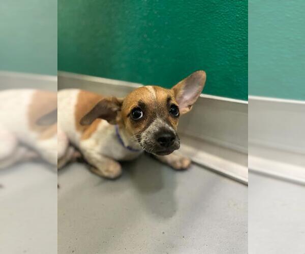 Medium Photo #1 Chihuahua-Unknown Mix Puppy For Sale in Visalia, CA, USA