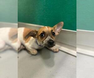 Chihuahua-Unknown Mix Dogs for adoption in Visalia, CA, USA