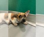 Small Chihuahua Mix
