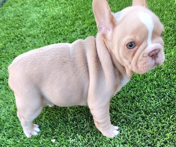 Medium Photo #8 French Bulldog Puppy For Sale in LAS VEGAS, NV, USA
