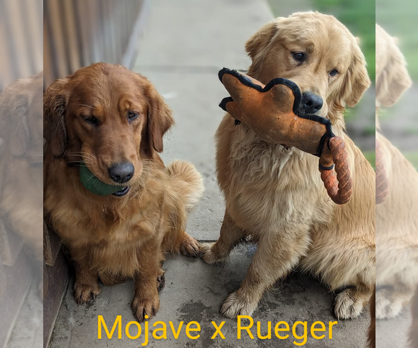 Medium Photo #10 Golden Retriever Puppy For Sale in WEST MIDDLESEX, PA, USA