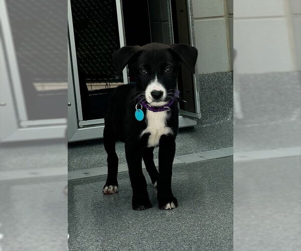 Medium Photo #1 Mutt Puppy For Sale in Waterford, VA, USA