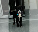 Small Mutt