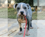 Small #1 American Pit Bull Terrier
