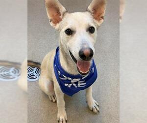 Mutt Dogs for adoption in San Martin, CA, USA