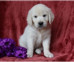 English Cream Golden Retriever Puppy for sale in FREDERICKSBG, OH, USA