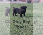 Small #7 Cane Corso