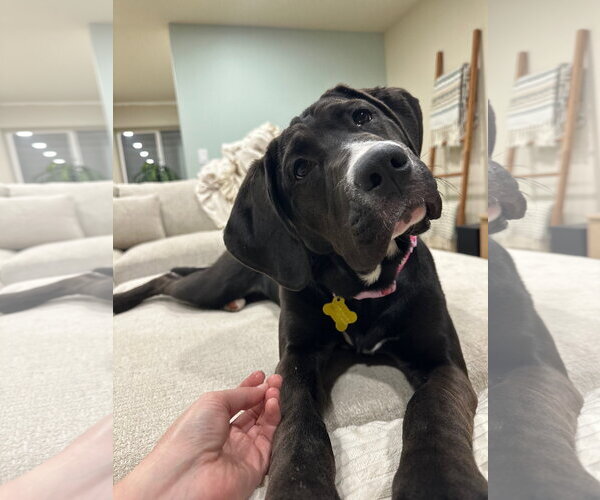 Medium Photo #14 Mastiff-Unknown Mix Puppy For Sale in Sandy, UT, USA