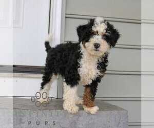 Bernedoodle (Miniature) Puppy for sale in NARVON, PA, USA