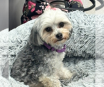 Small #1 Shih Tzu Mix