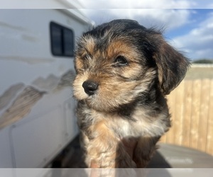 Morkie Puppy for sale in PEYTON, CO, USA