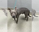 *RUMBA - Male Mutt Dog for Adoption - Small photo