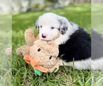 Puppy Puppy 6 Miniature Australian Shepherd